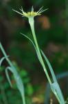 Tragopogon dubius Scop.