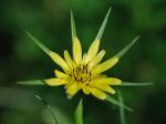 Tragopogon dubius Scop.