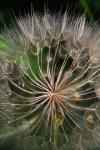 Tragopogon dubius Scop.