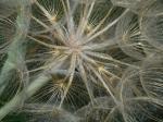 Tragopogon dubius Scop.
