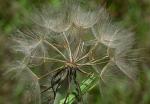 Tragopogon dubius Scop.