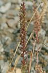 Tragus racemosus (L.) All.