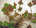 Trapa bispinosa Roxb. var. iinumae Nakano