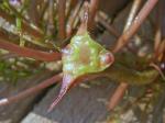 Trapa bispinosa Roxb. var. iinumae Nakano