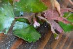 Trapa bispinosa Roxb. var. iinumae Nakano