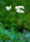 Trautvetteria caroliniensis (Walt.) Vail