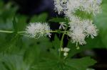 Trautvetteria caroliniensis (Walt.) Vail