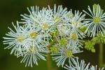 Trautvetteria caroliniensis (Walt.) Vail