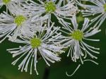Trautvetteria caroliniensis (Walt.) Vail