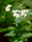 Trautvetteria caroliniensis (Walt.) Vail