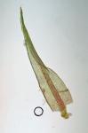 Trematodon longicollis Michaux