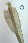 Trematodon longicollis Michaux
