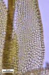 Trematodon longicollis Michaux