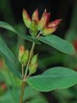 Triadenum fraseri (Spach) Gleason