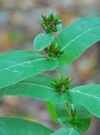 Triadenum tubulosum (Walt.) Gleason