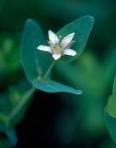 Triadenum virginicum (L.) Raf.