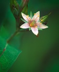 Triadenum virginicum (L.) Raf.