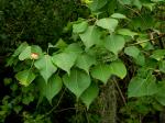 Triadica sebifera (L.) Small