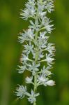 Triantha glutinosa (Michx.) Baker