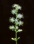 Triantha glutinosa (Michx.) Baker