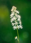 Triantha racemosa (Walt.) Small