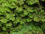 Trichocolea tomentella (Ehrh.) Dumort.