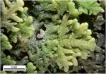 Trichocolea tomentella (Ehrh.) Dumort.