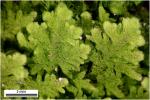 Trichocolea tomentella (Ehrh.) Dumort.