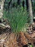 Trichophorum planifolium (Sprengel) Palla