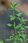 Trichostema coeruleum (Michx.) K.S.McClell. & Weakley