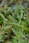 Trichostema coeruleum (Michx.) K.S.McClell. & Weakley