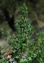 Trichostema coeruleum (Michx.) K.S.McClell. & Weakley