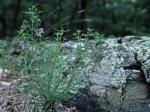 Trichostema setaceum Houtt.