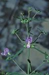 Trichostema setaceum Houtt.