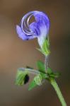 Trichostema setaceum Houtt.
