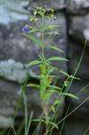 Trichostema setaceum Houtt.