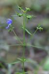 Trichostema setaceum Houtt.