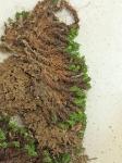 Trichostomum tenuirostre (Hook. & Taylor) Lindb. var. tenuirostre