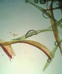 Trichostomum tenuirostre (Hook. & Taylor) Lindb. var. tenuirostre