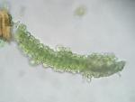 Trichostomum tenuirostre (Hook. & Taylor) Lindb. var. tenuirostre