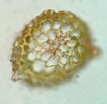 Trichostomum tenuirostre (Hook. & Taylor) Lindb. var. tenuirostre