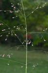 Tridens chapmanii (Small) Chase