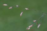 Tridens chapmanii (Small) Chase