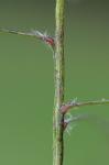 Tridens chapmanii (Small) Chase