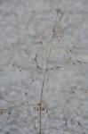 Tridens chapmanii (Small) Chase