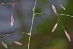 Tridens chapmanii (Small) Chase