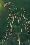 Tridens flavus (L.) A.S. Hitchc.