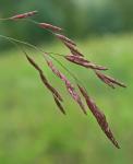 Tridens flavus (L.) A.S. Hitchc.