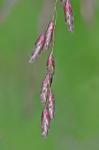 Tridens flavus (L.) A.S. Hitchc.
