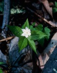 Trientalis borealis Raf.